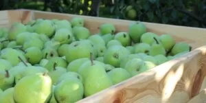 Jakie będą ceny owoców w&nbsp;sezonie 2025/2026?