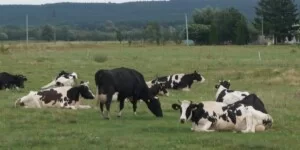 Zmiany w&nbsp;aplikacji IRZplus – skorzystają hodowcy bydła