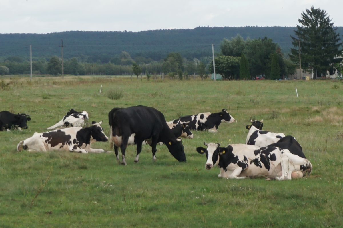 Zmiany w aplikacji IRZplus – skorzystają hodowcy bydła