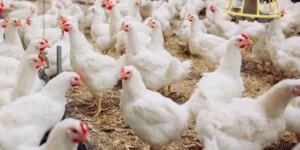 Dobra passa w&nbsp;sektorze drobiowym. Co dalej z&nbsp;cenami drobiu?