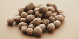 Nowa kategoria ziemniaków zmniejszy straty plantatorów