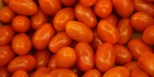 Import warzyw z Maroka uderzy w producentów pomidorów
