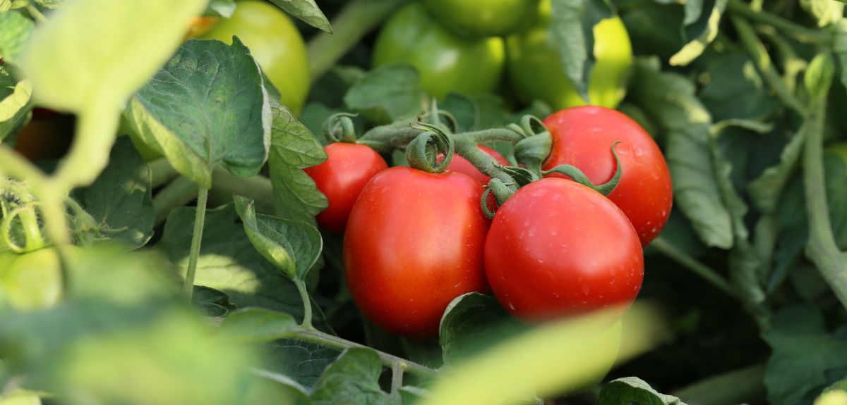 Jesienne przymrozki niszczą pomidory gruntowe