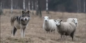 Wilk stojący na pastwisku obok owiec – wpływ wilków na rolnictwo i hodowlę zwierząt w Polsce.