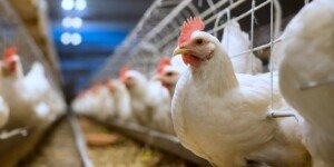 Europa mówi o dobrostanie zwierząt, a Polska milczy? Tylko 4% zgłoszeń w konsultacjach!