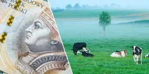 Gospodarstwo pod Kamieniem Pomorskim – okazja czy ryzyko
