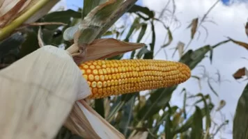 Odmiany kukurydzy Saaten Union 2026 – nowe propozycje zaprezentowane w Strykowie