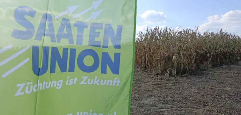 Odmiany kukurydzy Saaten Union 2026 – nowe propozycje zaprezentowane w Strykowie