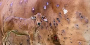 Choroba LSD bydła 2025 atakuje. Jakie ryzyko dla polskich hodowców?