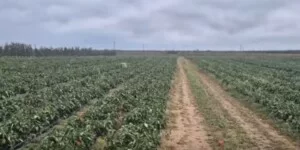 Apel plantatora warzyw w social mediach: papryka za darmo