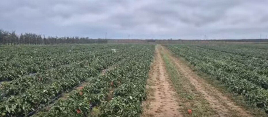 Apel plantatora warzyw w social mediach: papryka za darmo