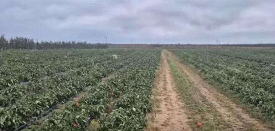 Apel plantatora warzyw w social mediach: papryka za darmo