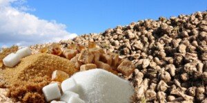 Polski sektor cukru w poważnych tarapatach. Wszystko przez Mercosur