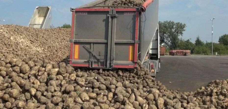 Rolnicy apelują o wyższe dopłaty do buraka cukrowego