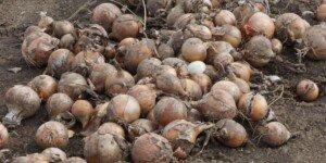 Marża dla rolnika – dlaczego plantatorom zostają tylko ochłapy?