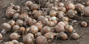 Marża dla rolnika – dlaczego plantatorom zostają tylko ochłapy?