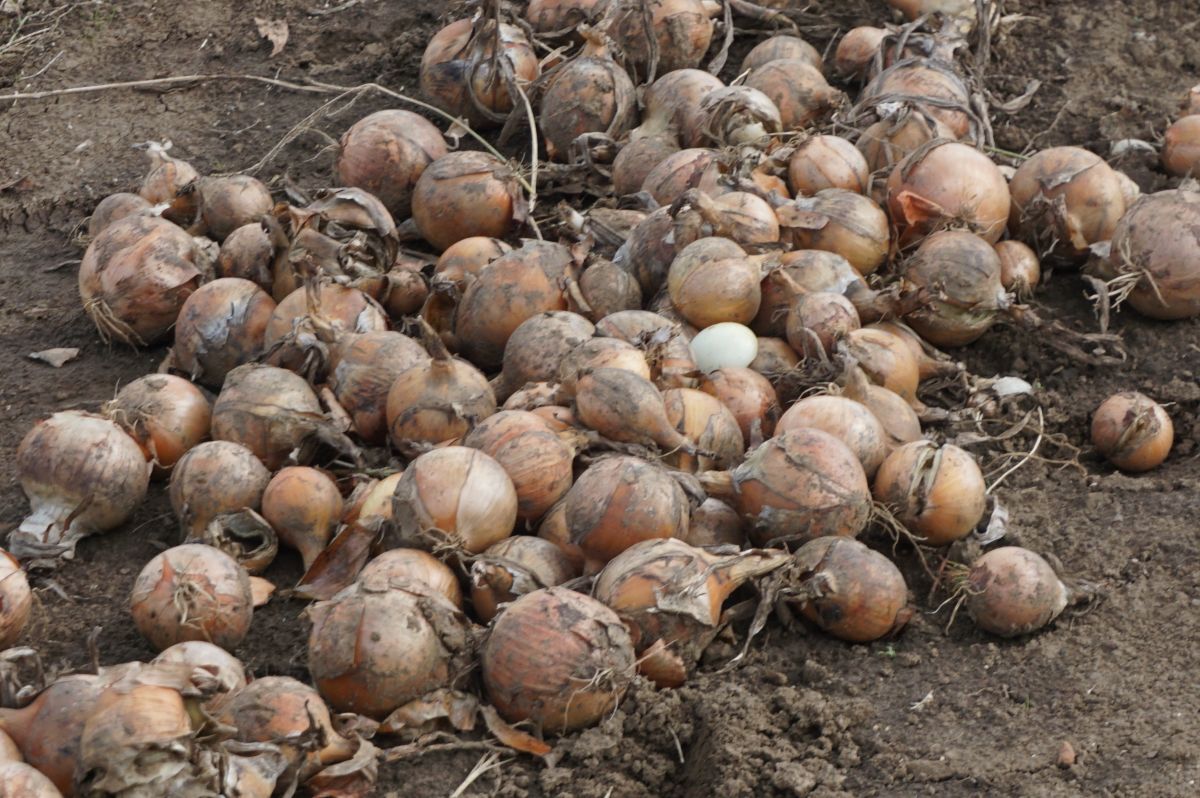 Marża dla rolnika – dlaczego plantatorom zostają tylko ochłapy?