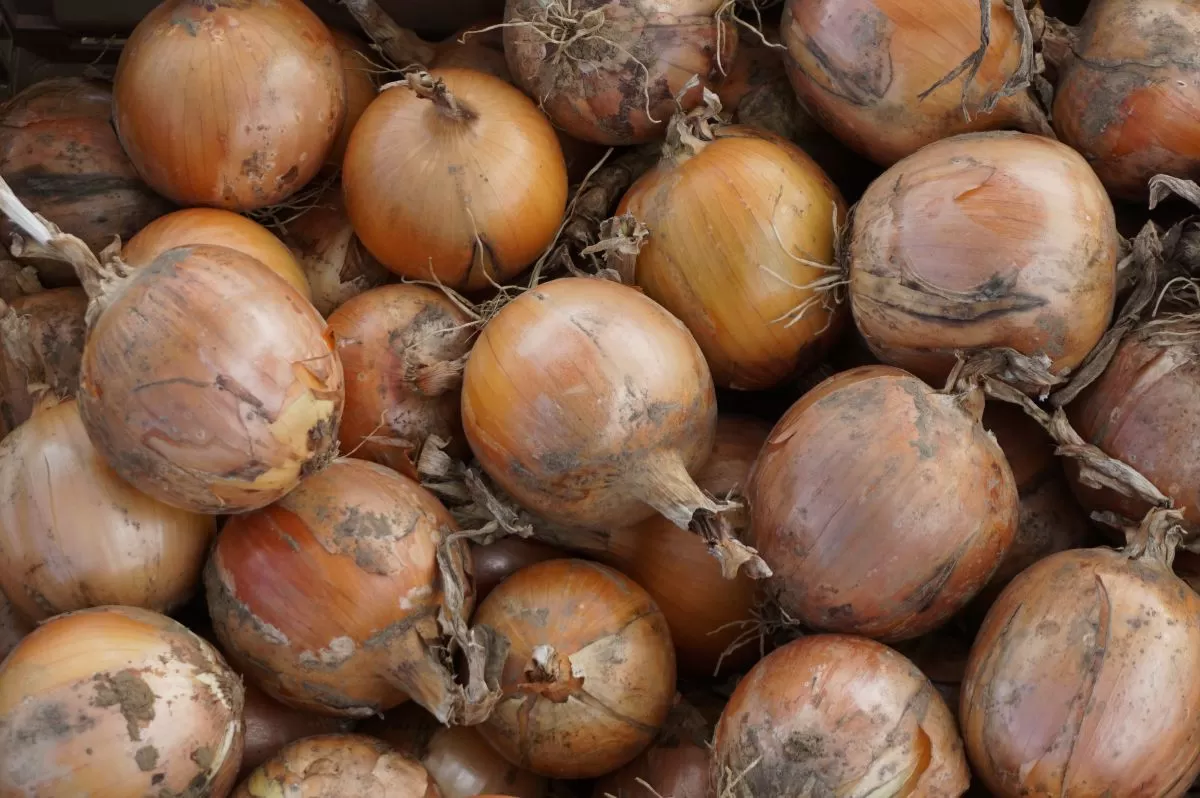 cebula