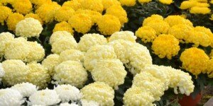 Chryzantemy na Wszystkich Świętych. Na topie białe, kremowe i złote!