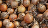 Ile kosztuje cebula w skupie w październiku 2025 r.?