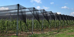 Ukraina inwestuje w&nbsp;nowoczesne sady i&nbsp;szklarnie