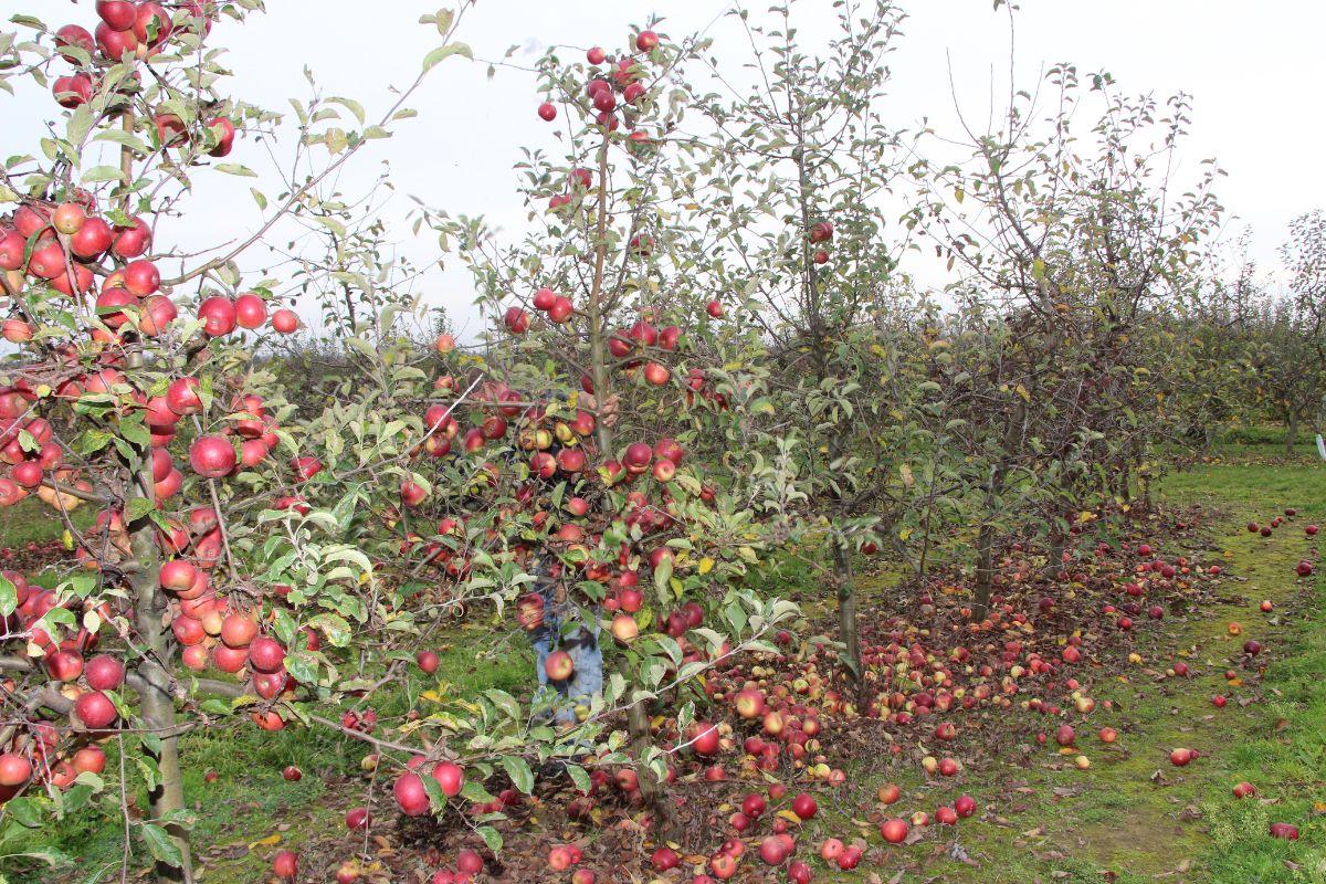 rynek jabłek przemysłowych
