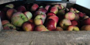 Ceny jabłek przemysłowych na skupie rozczarowują. Sadownicy liczyli na więcej
