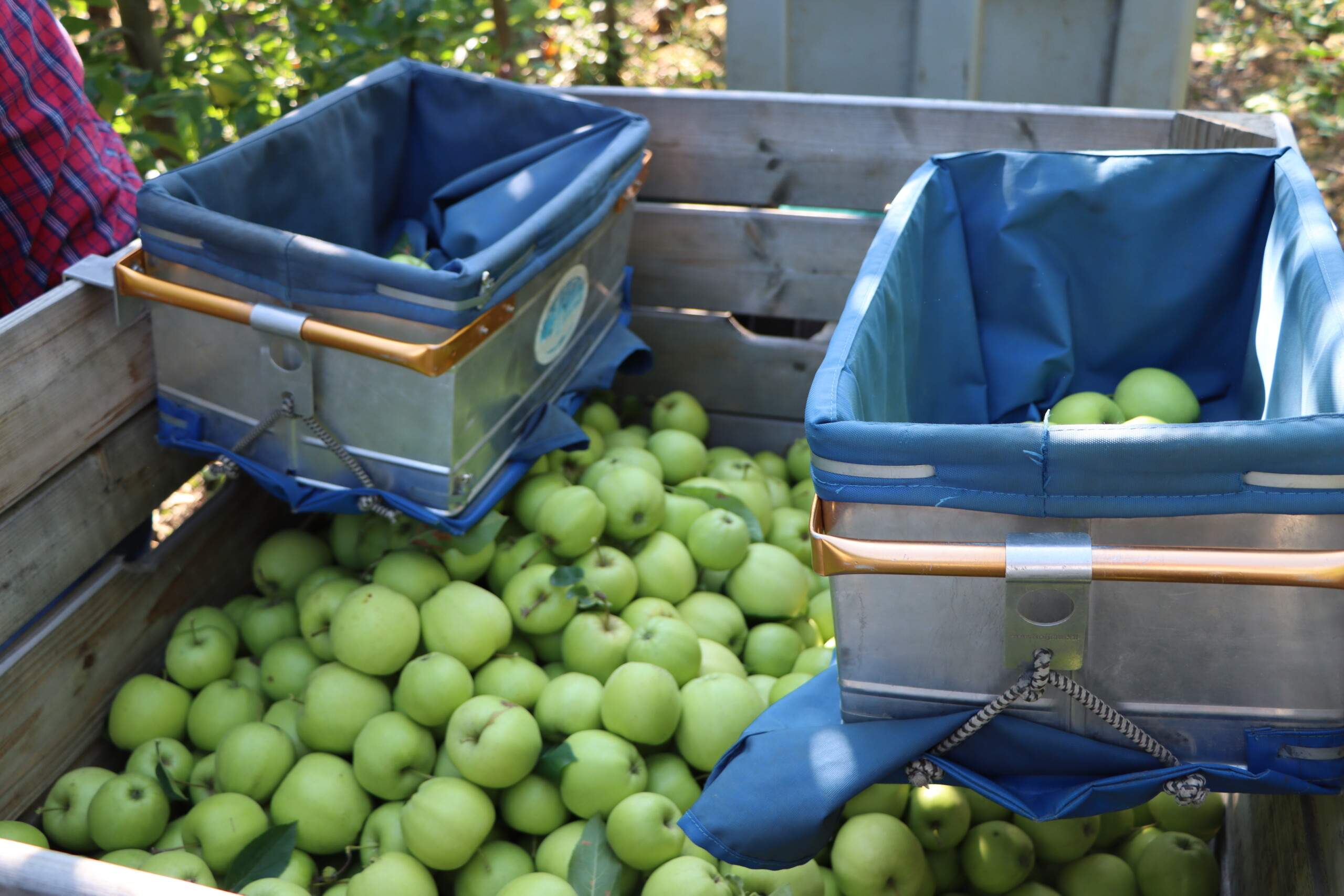 zdjęcia zbioru jabłek odmiany Golden Delicious Reinders z poziomu gleby do skrzyniopalet na wózkach sadowniczych