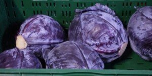 Jaka jest aktualna cena kapusty w hurcie w październiku 2025 r.?