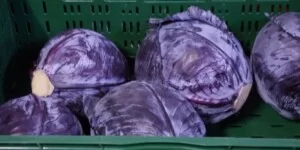 Jaka jest aktualna cena kapusty w hurcie?