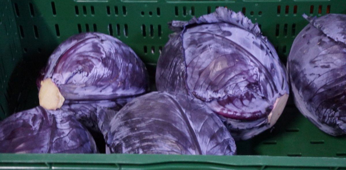 Jaka jest aktualna cena kapusty w hurcie w październiku 2025 r.?