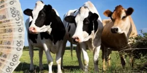 Stawki dobrostan zwierząt 2025