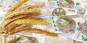 Ceny pszenicy dzisiaj — rynek stoi w miejscu, prognozy niepokoją