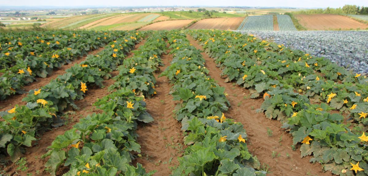 Premie dla małych gospodarstw — choćby ponad 100 tysięcy złotych