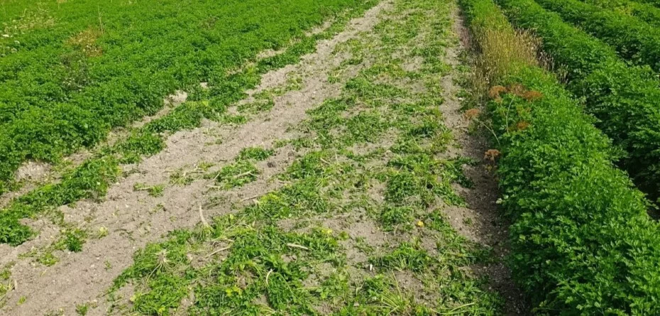 pomoc dla producentów pietruszki