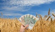 Cena żyta do podatku rolnego 2026 – GUS ogłosił nową stawkę