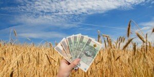 Cena żyta do podatku rolnego 2026 – GUS ogłosił nową stawkę