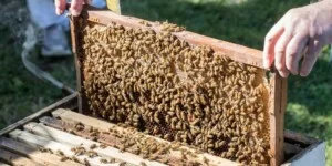 Duże pieniądze dla pszczelarzy 2025 — wkrótce ruszy nabór!