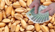 Ile dziś płacą za pszenicę w skupie? Szok na rynku zbóż!