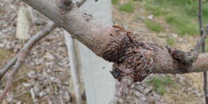 Jesienią walka z rakiem drzew owocowych w sadach jest konieczna