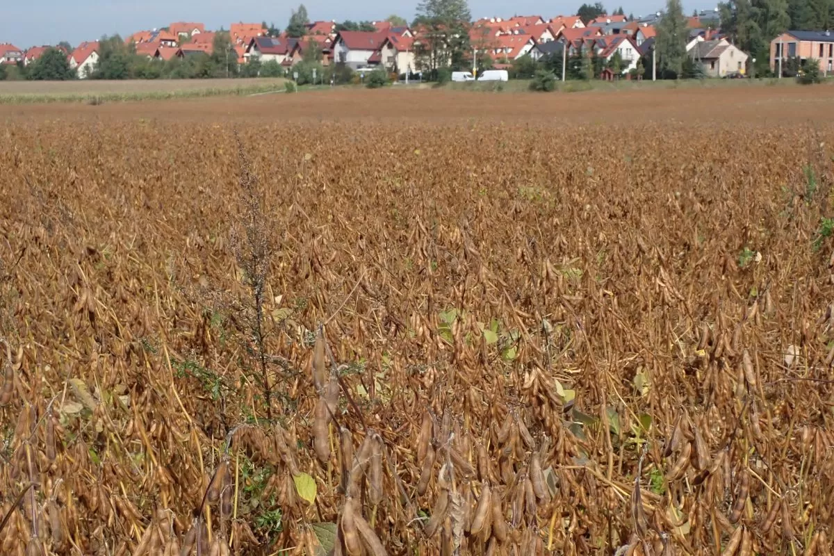 aktualne ceny soi