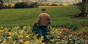 Emerytura podstawowa rolników wzrośnie? Czy rząd się zgodzi?