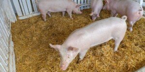 Cena tucznika 2025 – najniższy poziom od marca 2022 roku