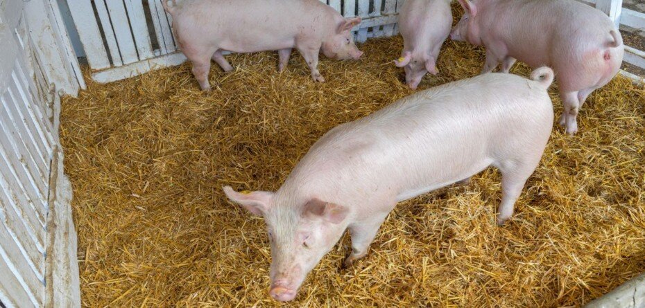 Cena tucznika 2025 – najniższy poziom od marca 2022 roku