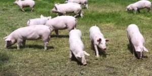 dopłaty na zakup zwierząt