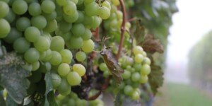 Wina polskie wchodzą do gry! Boom winiarski 2025