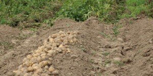 Ochrona ziemniaka bez metrybuzyny — gotowe rozwiązanie