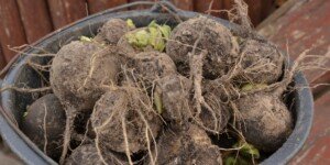 Czarna rzepa – smaczna i bardzo zdrowa