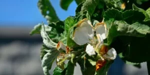 Wsparcie dla producentów owoców 2025 – projekt rozporządzenia RM i zasady pomocy ARiMR