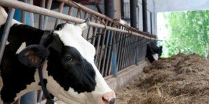 Wyższa premia dla młodych rolników 2025 – 300 tys. zł dla hodowców